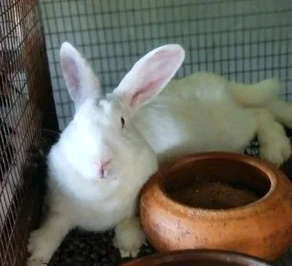 Newzealand White Rabbits For Sale