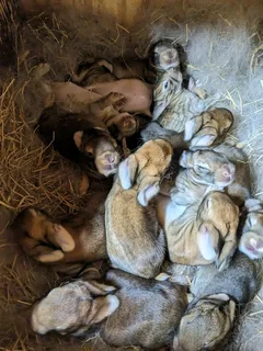 Flemish Giants Rabbits For Sale