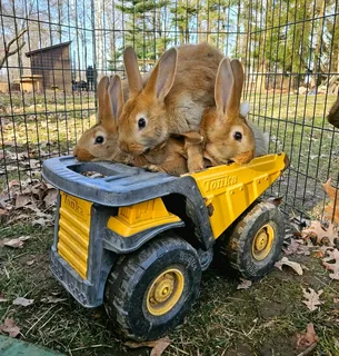 Beautiful Baby Bunnies For Sale