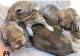 Flemish Giants Rabbits For Sale