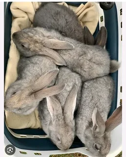 Flemish Giants Rabbits For Sale