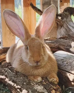 Flemish Giants Bunnies Available
