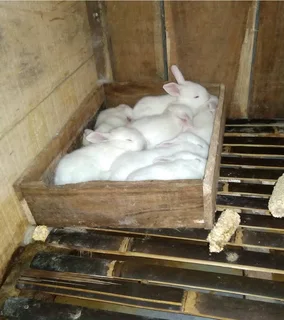 Newzealand White Rabbits For Sale