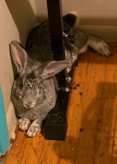 Flemish Giants Rabbits For Sale