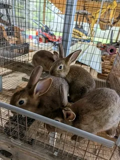Flemish Giants Rabbits For Sale