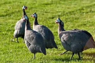 Guanea Fowls For Sale