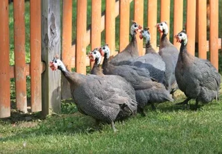 Guanea Fowls For Sale