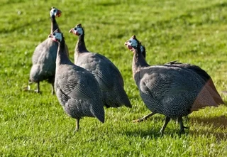 Guanea Fowls For Sale