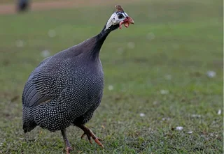 Guanea Fowls For Sale