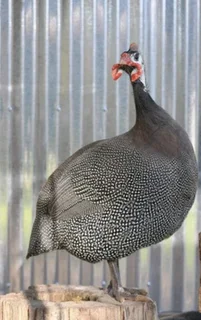 Guanea Fowls For Sale