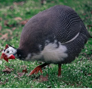 Guanea Fowls For Sale