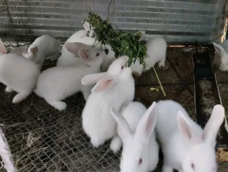 MEAT RABBITS BREEDING STOCK AVAILABLE