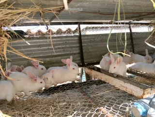 MEAT RABBITS BREEDING STOCK AVAILABLE