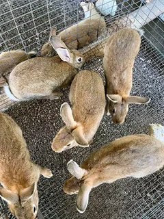 Flemish Giants Rabbits For Sale