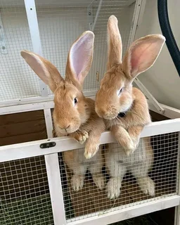 Flemish Giants Rabbits For Sale