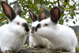Californians Meat Rabbits For Sale