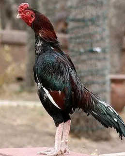 Game Fowl Roosters For Sale