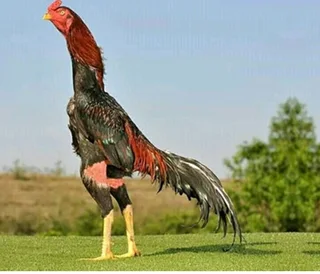 Game Fowl Roosters For Sale