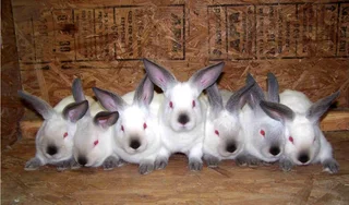 Californias Rabbits For Sale