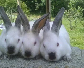 Californias Rabbits For Sale