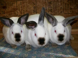 Californias Rabbits For Sale
