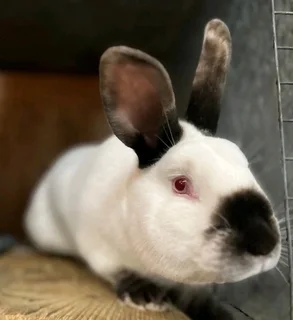 Quality California Rabbits For Sale