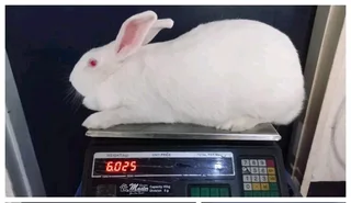 Newzealand White Rabbits For Sale