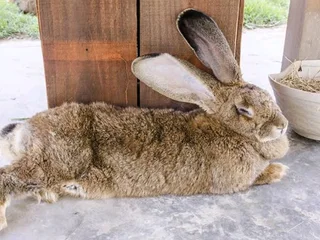Flemish Giants Rabbits For Sale