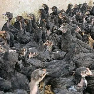 Black Australorps Chicks & Fertile Eggs For Sale