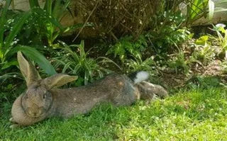 Flemish Giants Bunnies For sale