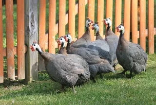 Point Of Lay Guaneafowls For Sale