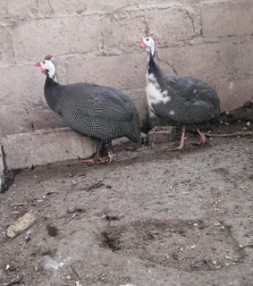 Guanea Fowls For Sale