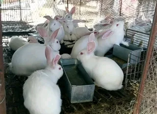 Meat Rabbits Breeding Stock For Sale | Brits | Gumtree South Africa