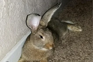 Flemish Giants Rabbits For Sale