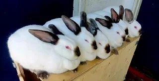 Meat Rabbits Breeding Stock Available