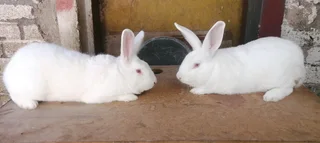 Newzealand White Breeding Stock Available