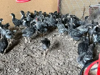 Potch Koekoeks Chicks For Sale