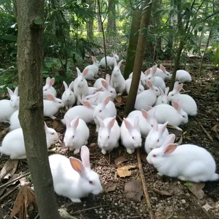 Newzealand White Rabbits For Sale