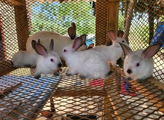 Californian Rabbits For Sale