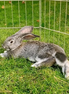Flemish Giants Rabbits For Sale