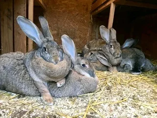 Flemish Giants Rabbits For Sale