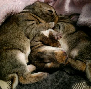 Flemish Giants Rabbits For Sale