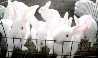 Newzealand White Rabbits For Sale