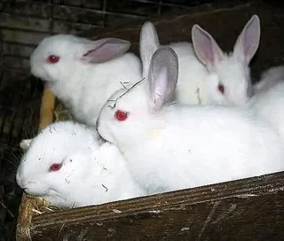 Cute Baby Bunnies For Sale