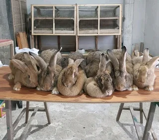 Flemish Giant Rabbits For Sale