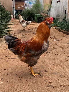 Chickens- Easter egger roosters