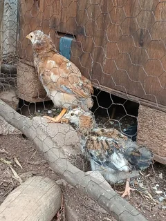 Chickens - Ad posted by Susan Benade