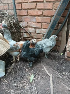 Chickens - Ad posted by Susan Benade