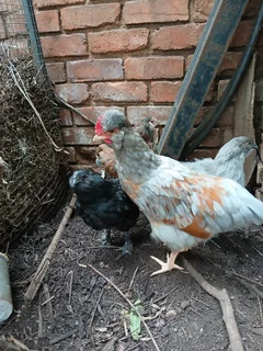 Chickens - Ad posted by Susan Benade