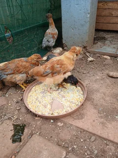 Chickens - Ad posted by Susan Benade